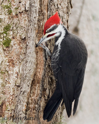 Grand pic, Pileated Woodpecker