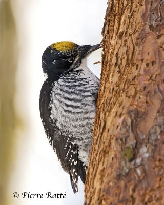 Pic  dos ray, American three-toed Woodpecker