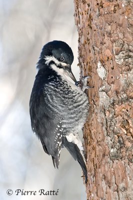 Pic  dos noir (femelle) black-backed Woodpecker