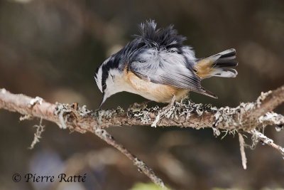 Sitelle  poitrine rousse, Red-breasted Nuthatch