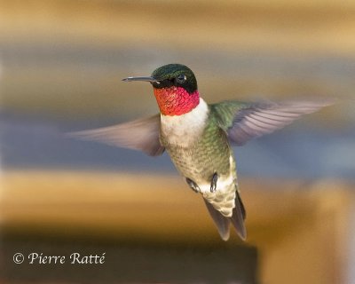 Colibri  gorge rubis Ruby-throated Hummingbird.jpg