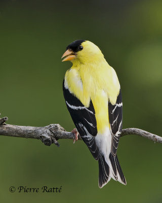 Chardonneret Jaune, American Goldfinch