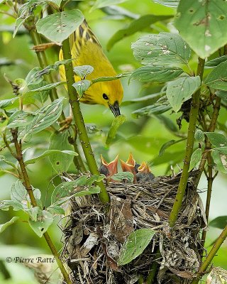 Paruline jaune, Yellow Warbler