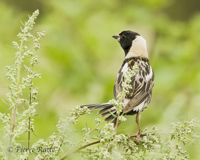 Goglu des prs, Bobolink