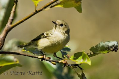 roitelet  couronne rubis, Ruby-crowned Kinglet