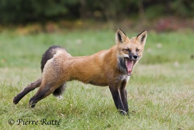 Renard roux, Fox