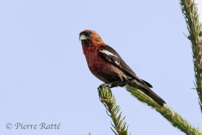 Bec-Crois Bifasci, White-winged Crossbill