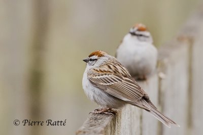 Brant familier, Chipping Sparrow