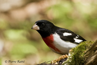 Cardinal  poitrine rose, rose-breasted Grosbeak