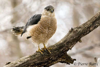 pervier de cooper, Cooper's Hawk