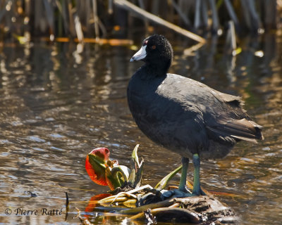 Foulqued'Amrique,Ameran Coot