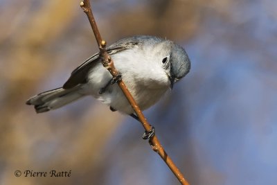 Gobemoucheron gris-bleu, Blue-gray Gnatcatcher
