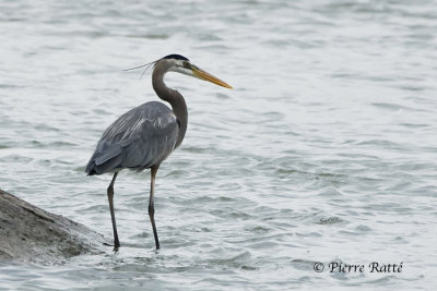 Grand Hron, Great Blue-Heron 1/2