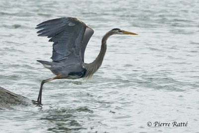 Grand Hron, Great Blue-heron 2/2
