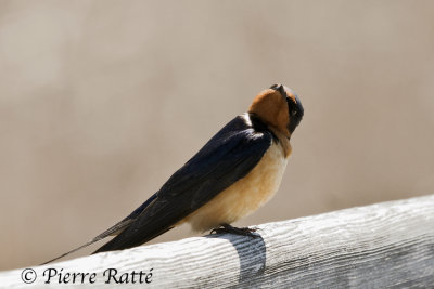 Hirondelle Rustique, Barn Swallow