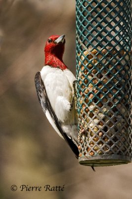 Pic  tte rouge, Red-headed Woodpecker