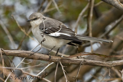 Moqueur Polyglotte, Northern Mockingbird