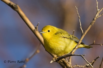 Paruline Jaune, Yellow Warbler