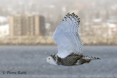 Harfang des neiges, Snowy Owl