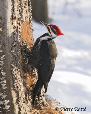 Grand Pic, Pileated Woodpecker