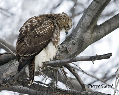 Buse à queue rousse Immature, Red-tailed Hawk