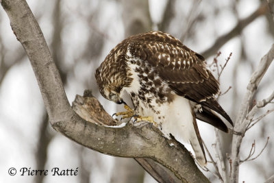 Buse à queue rousse Immature, Red-tailed Hawk