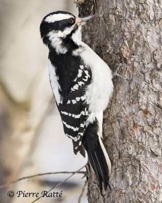 Pic chevelu, Hairy Woodpecker (female)