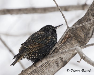 Étourneau Sansonnet, European Starling