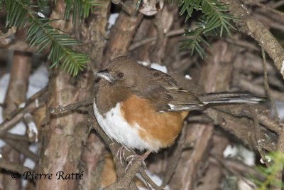 Tohi à flancs roux, Eastern Towhee (female)