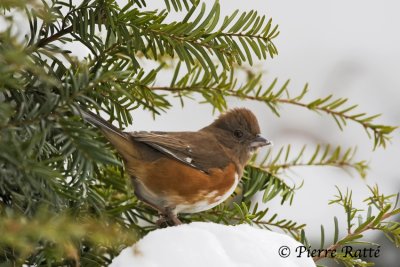 Tohi à flancs roux, Eastern Towhee
