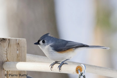mésange Bicolore, Tufted Titmouse