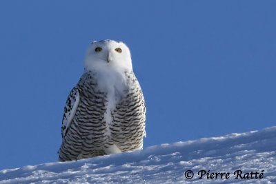 Harfang des neiges,