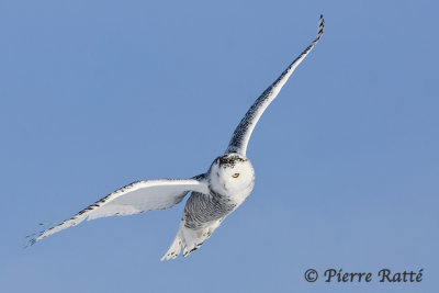 Harfang des Neiges