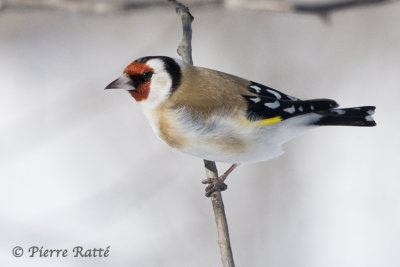 Chardonneret élégant