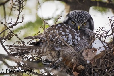 Chouette Épervière, Northern Hawk Owl