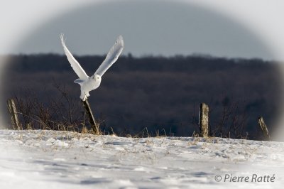 Harfang des Neiges,