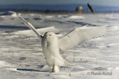 Harfang dansant sur la neige,