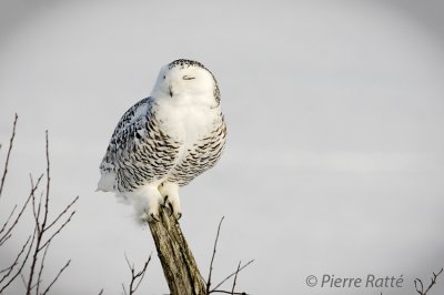 Harfang des neiges,
