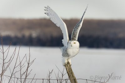 Harfang des neiges,
