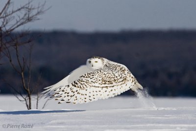 Harfang des neiges,