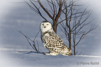 Harfang des neiges,