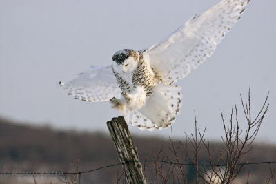 Harfang des neiges,