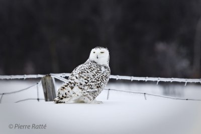 Harfang des neiges