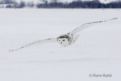 Harfang des neiges,