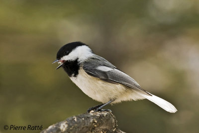Mésange à tête noir, mais la queue blanche, Chickadee with white tail....