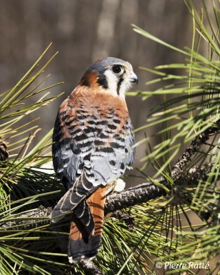 Crécerelle d'Amérique, American Kestrel