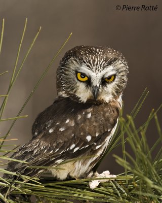 Petite Nyctale, Northern Saw-whet Owl