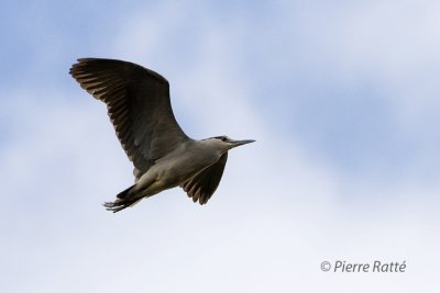 Bihoro gris, Black-crowned Night-Heron,