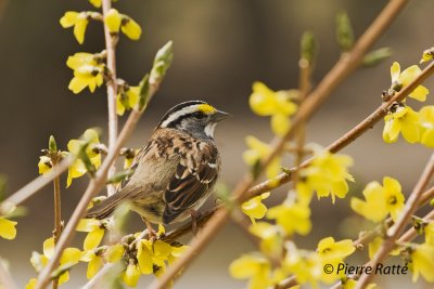 Bruant à Gorge Blanche, White-Throated Sparrow