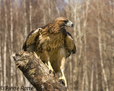 Buse à queue rousse, Red-tailed hawk